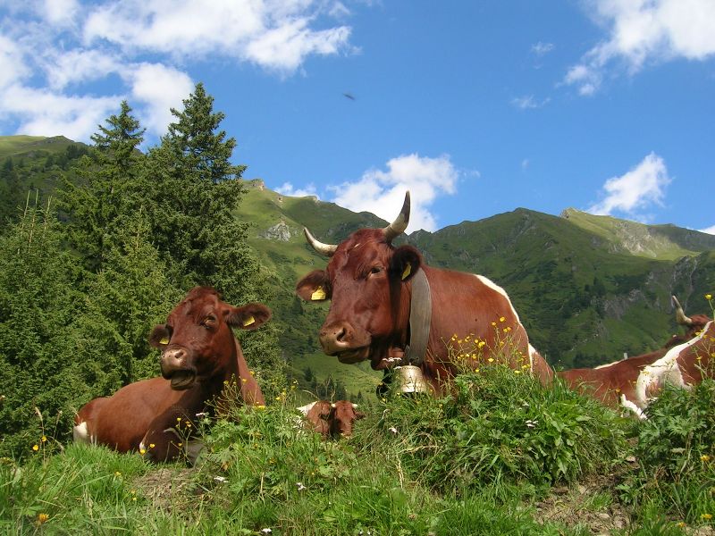 ein Tag auf der Alm mit Pinzgauer Kühen