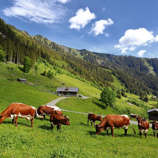 Wanderung Aigenalm-Paulhütte