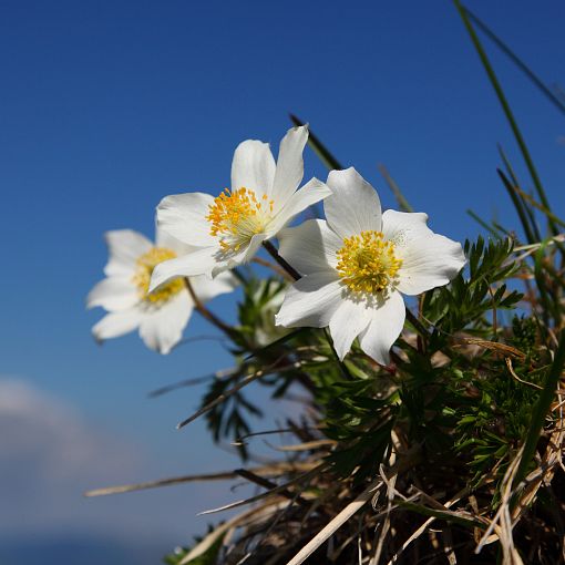 Alpenblume Alpenanemone (1)