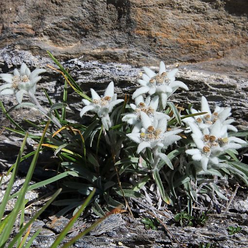 Alpenblume Edelweiß (2)