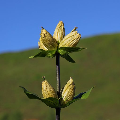 Alpenblume Gelber Enzian (1)