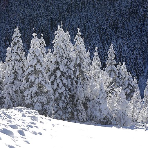 Bäume voller Schnee