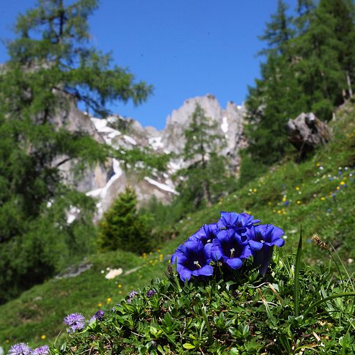 Alpenblume Blaue Enzian (1)