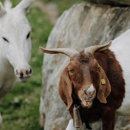 Tiere am Sinnesweg