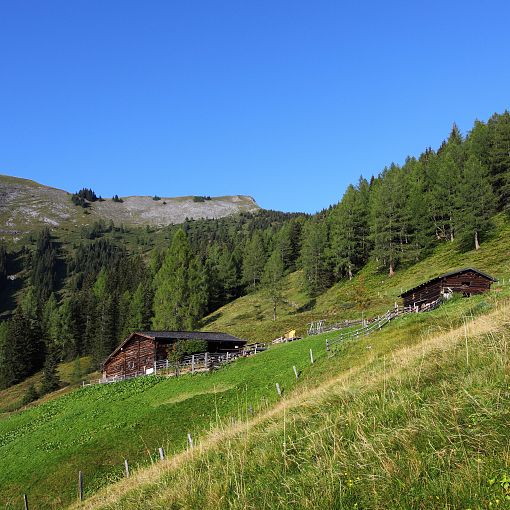 Karseggalm