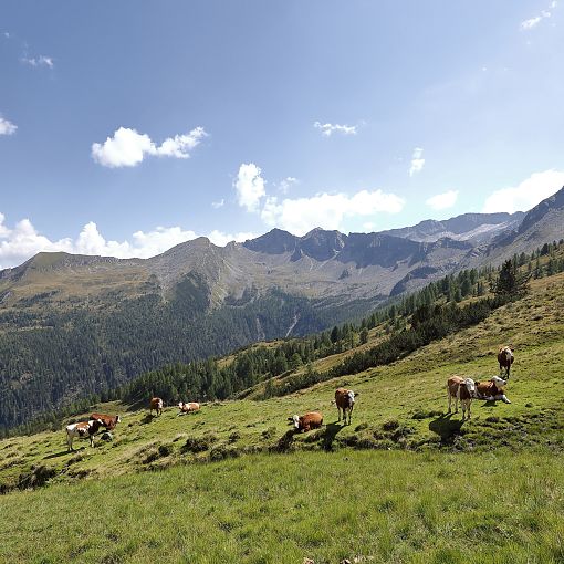 Kühe in der Berglandschaft