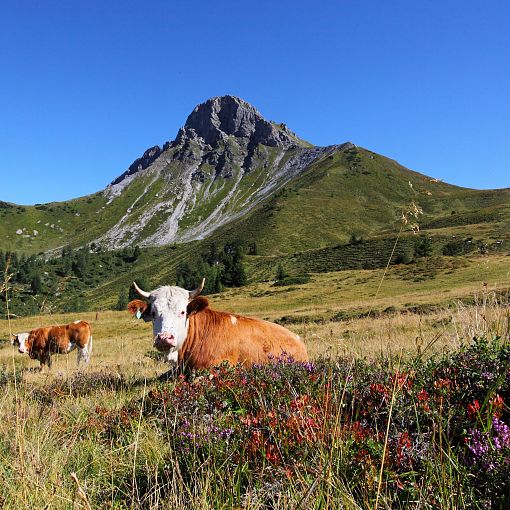 Kühe vor dem Draugstein