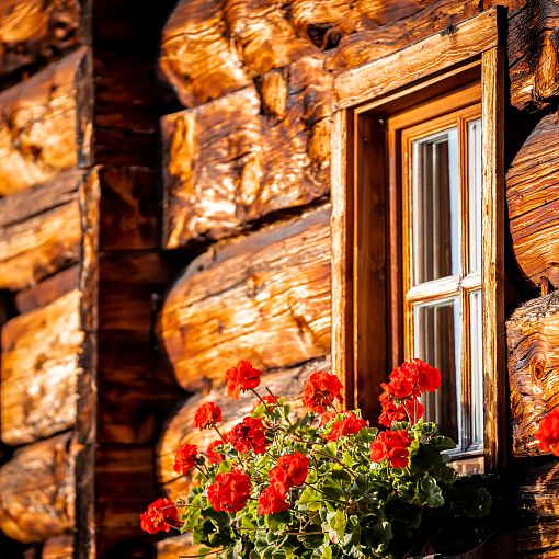 Blumen am Fenster