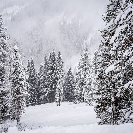 Winterlandschaft mit Nebel