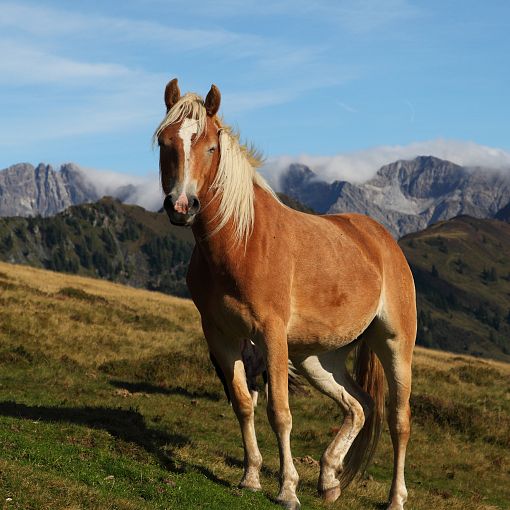 Horse on the mountains