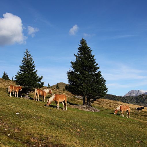 Pferde am Henerbichl
