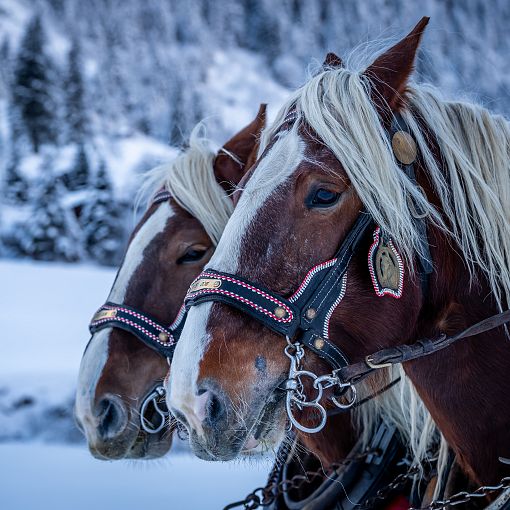 Pferde im Winter