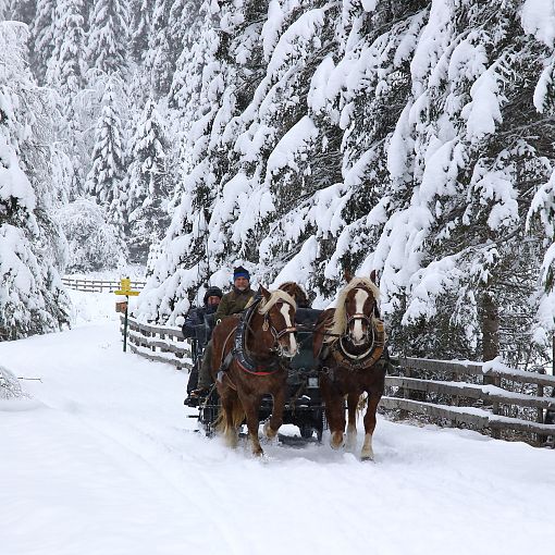 Pferdeschlittenfahrt im Winter (2)