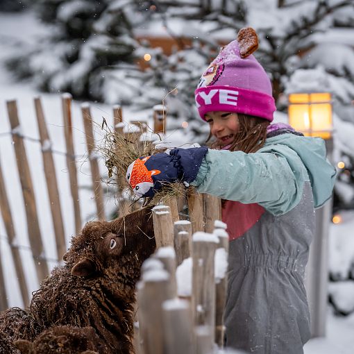 Salzburger Bergadvent Tiere füttern