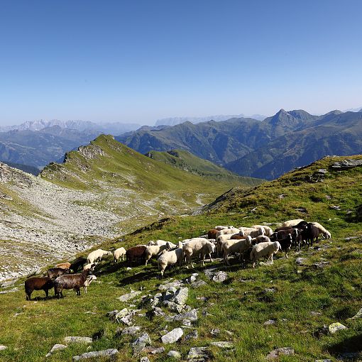 Schafe im Keeskogelgebiet