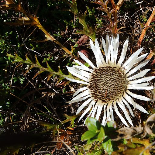 Alpenblume Silberdistel