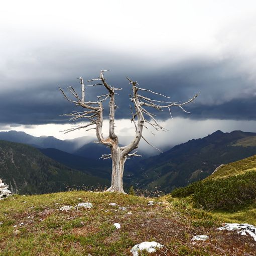 Zirbe am Loosbühel Gewitter (1)