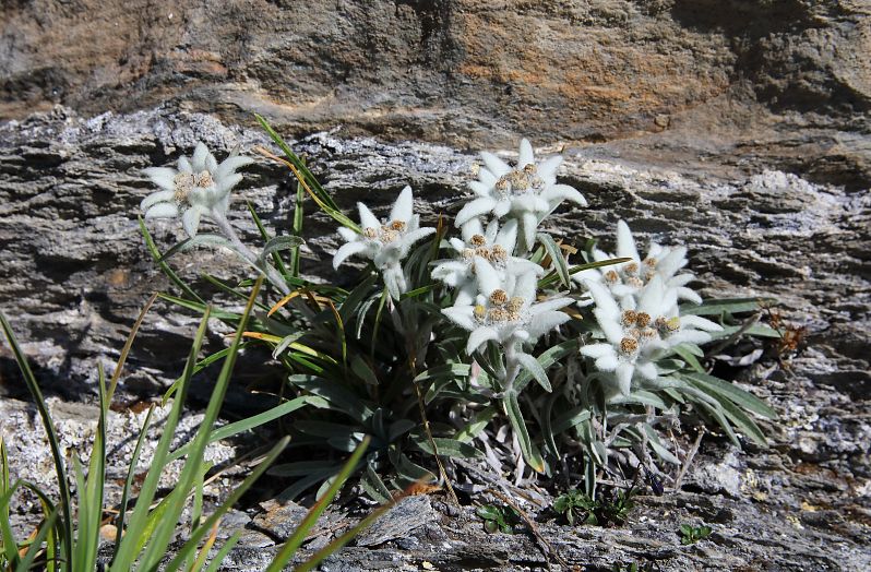 Alpenblume Edelweiß (2)