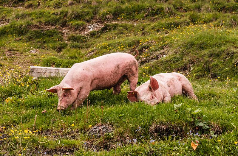 Schweine