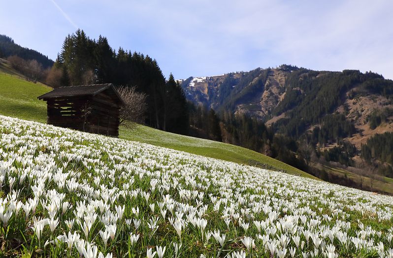 Alpenblume Krokusse