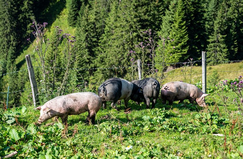 Pigs