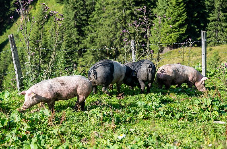 Schweine