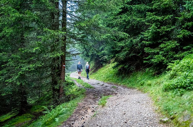 Wanderung durch Wald