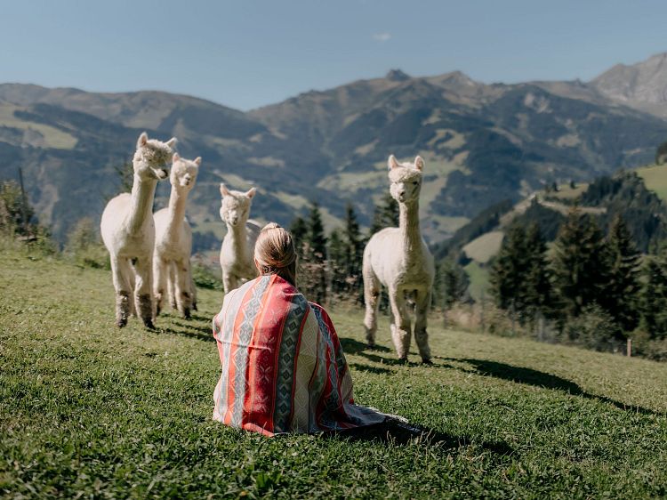 Person mit bunter Decke sitzt auf Almwiese im Großarltal, blickt auf vier Alpakas. Im Hintergrund erheben sich die eindrucksvollen Berge der Region.