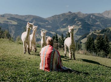 Person mit bunter Decke sitzt auf Almwiese im Großarltal, blickt auf vier Alpakas. Im Hintergrund erheben sich die eindrucksvollen Berge der Region.