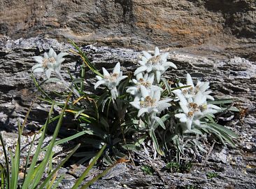 alpenblume-edelweiss-steine-5