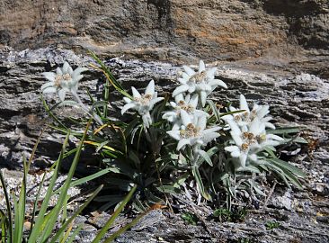 alpenblume-edelweiss-steine-5