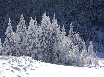 baeume-voller-schnee-winter-23