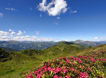 bergpanorama-troegseen-almrosen-5