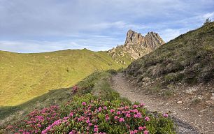 Schmaler Wanderweg durch grüne Almwiesen mit rosa Blumen und felsigen Alpengipfeln im Hintergrund.