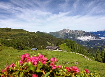 grosswildalm-almrosen-5