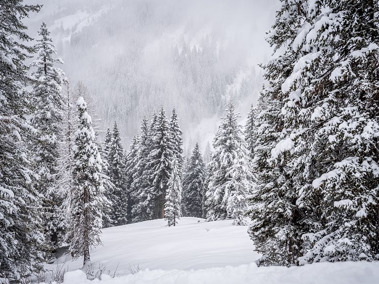 nebel-winterlandschaft-1-1