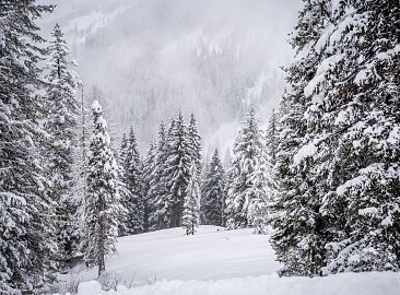 nebel-winterlandschaft-1-5