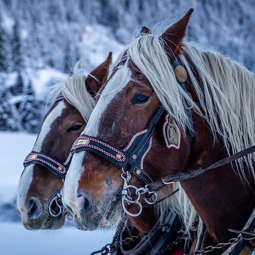 pferde-winter-2