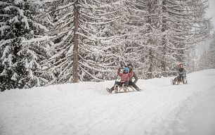 Am ersten Schlitten sitzt eine Frau und ein Kind. Dahinter sitzt ein Mann auf dem Schlitten. Sie fahren die Rodelbahn hinunter. Dahinter sieht man verschneite Bäume.