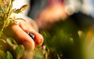 Im Vordergrund sieht man eine Hand die gerade eine Schwarzbeere pflückt. Im Hintergrund sieht man unscharf einen Wanderer.