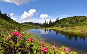 troegsee-almrosen-9
