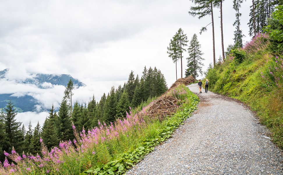 wanderung-forstweg