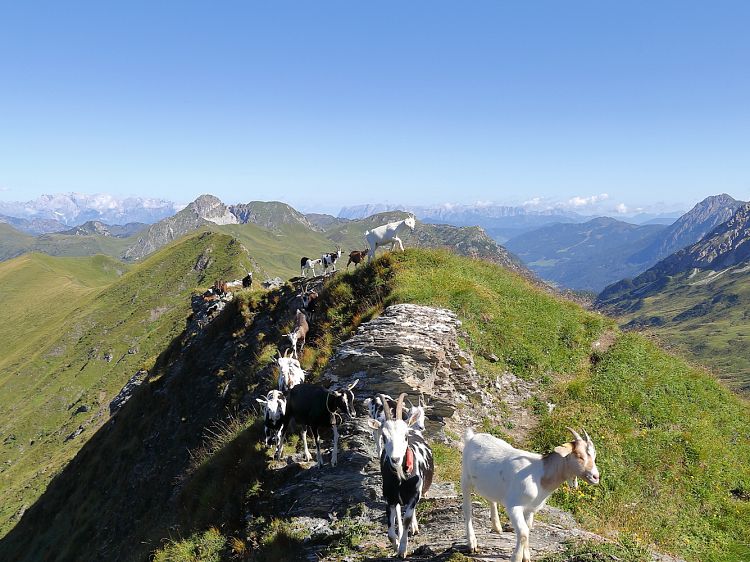 ziegen-berglandschaft-hoch-10