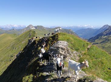 ziegen-berglandschaft-hoch-14