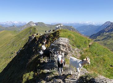 ziegen-berglandschaft-hoch-5