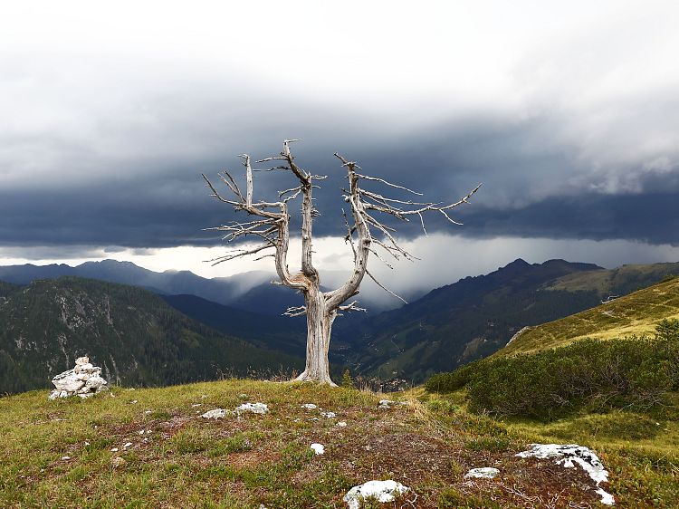zirbe-loosbuehel-gewitter-1