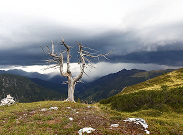 zirbe-loosbuehel-gewitter-5